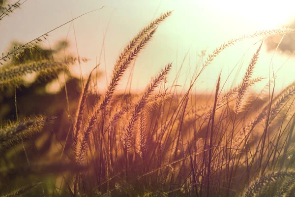 Grass Meadow Sunset — Stock Photo, Image