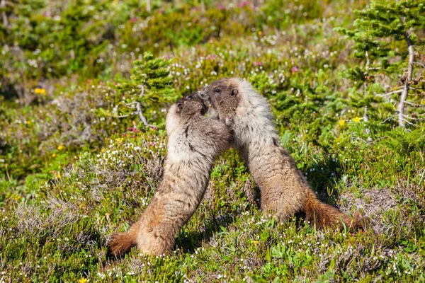 Marmotas Prado Montanhas Verão Natureza Selvagem América Norte — Fotografia de Stock