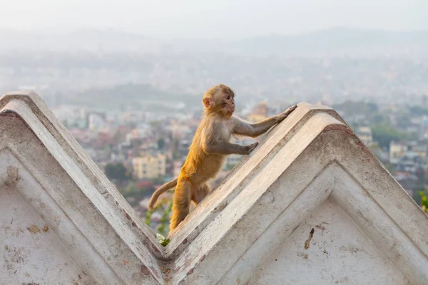 Nepal Katmandu Daki Tapınakta Bir Maymun — Stok fotoğraf