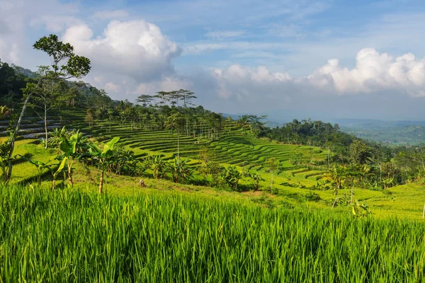 Les Rizières Vertes Java Île Indonésie — Photo