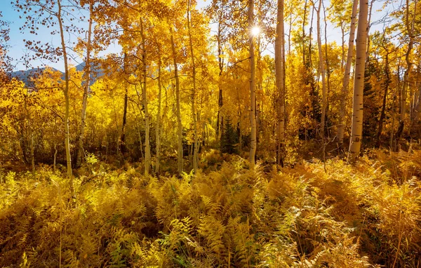 晴れた日には黄色の木々と秋の季節のカラフルな日当たりの良い森のシーン — ストック写真