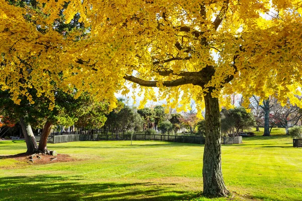 Sonbahar Parkında Güzel Renkli Ağaçlar Gölet Yeni Zelanda — Stok fotoğraf