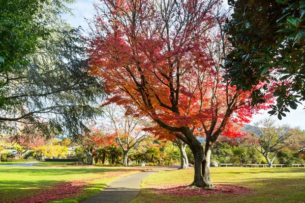 新西兰秋天公园美丽的五彩缤纷的树木和池塘 — 图库照片