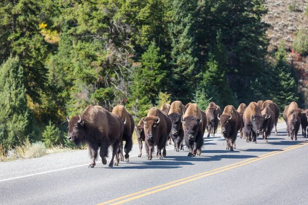 Buvol Divoký Národním Parku Yellowstone Usa — Stock fotografie