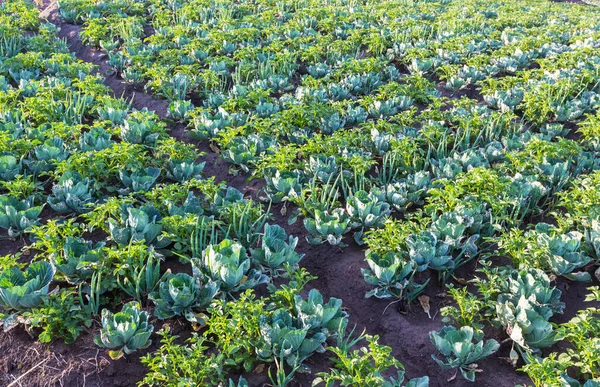田里生长着绿色的卷心菜 洋葱和土豆 — 图库照片