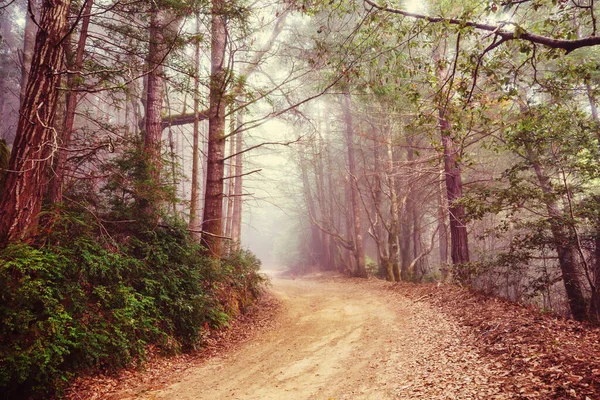 森の中の田舎道 アメリカ — ストック写真