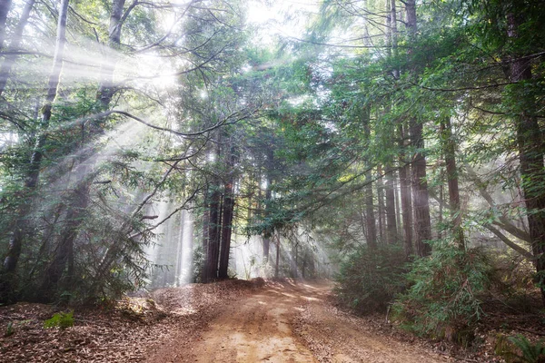 Landelijke Weg Het Bos Usa — Stockfoto