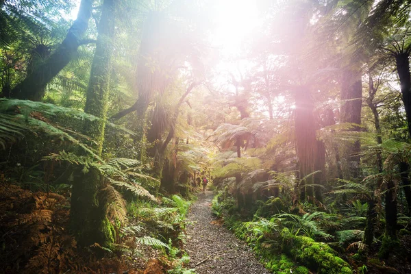 Hiking Tramping New Zealand Travel Adventure Concept — Stock Photo, Image