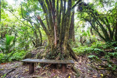 Yeni Zelanda tropikal orman ormanı. Yeşil doğal arkaplan