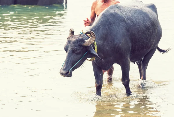 Black Bull River Nepal — Stock Photo, Image