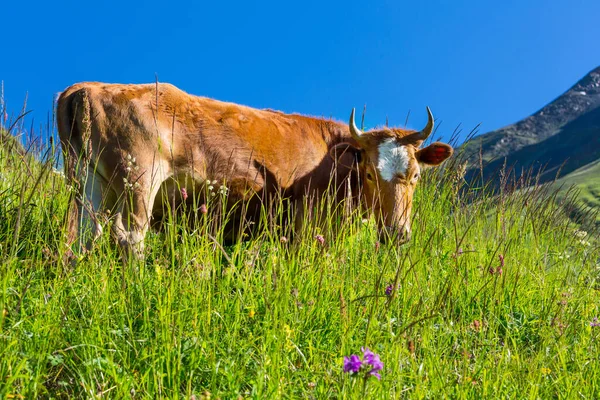 Rebanho Vacas Verão Campo Verde Agricultura Agricultura Pasto Rural — Fotografia de Stock