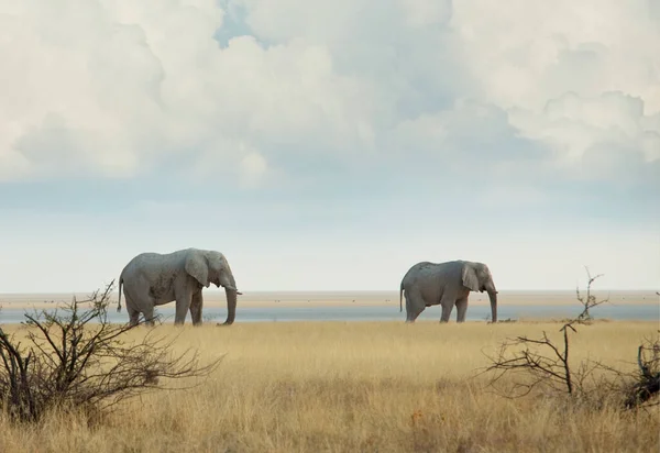 Elefantes Savana Africana Viagem Aventura Fundo — Fotografia de Stock