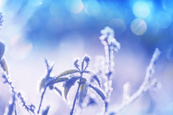 Fryst Senhöstäng Nära Håll Vinter Bakgrund — Stockfoto