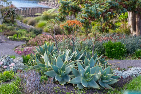 Plantas Verdes Jardim Verão — Fotografia de Stock