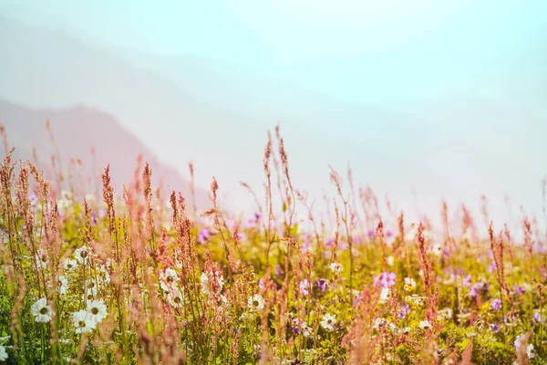 晴れた日に山の牧草地 自然の夏の風景 — ストック写真