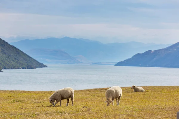 Yeşil Dağ Çayırındaki Koyunlar Yeni Zelanda Daki Kırsal Alan — Stok fotoğraf