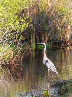 Everglades NP, Florida 'da mavi balıkçıl.