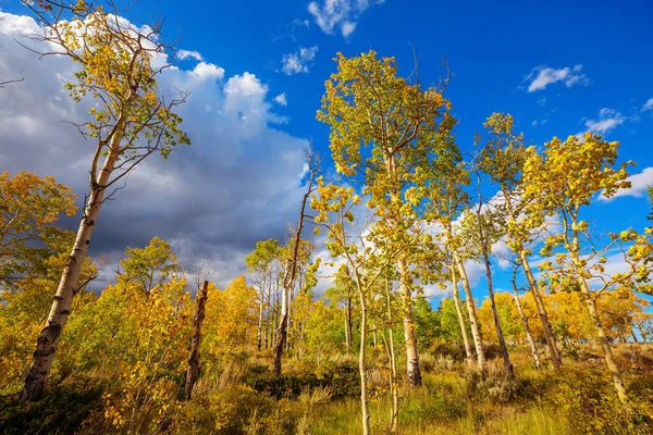 Colorida Escena Bosque Soleado Temporada Otoño Con Árboles Amarillos Día —  Fotos de Stock