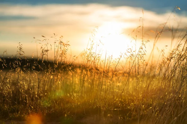 Güneşli Sonbahar Çayırı Doğal Arkaplan — Stok fotoğraf