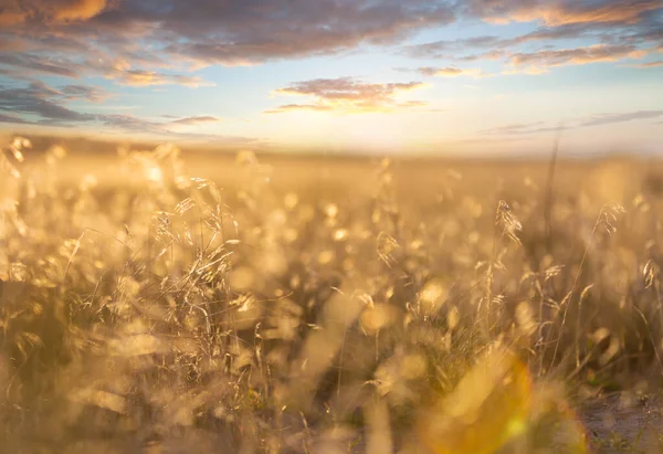 Solig Höstäng Naturlig Bakgrund — Stockfoto