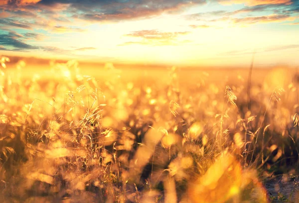 Slunečná Podzimní Louka Přírodní Pozadí — Stock fotografie