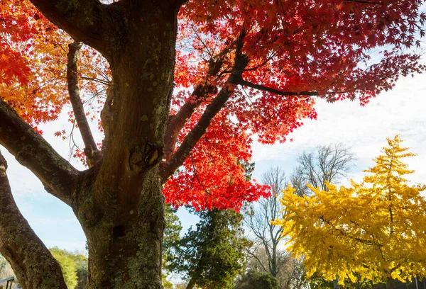 Escena Otoño Tonos Amarillos —  Fotos de Stock