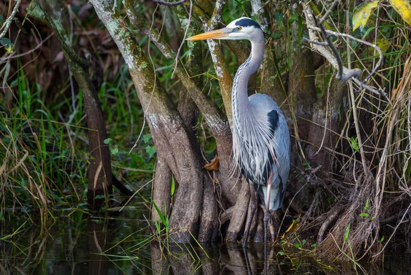 Garza Azul Everglades Florida —  Fotos de Stock