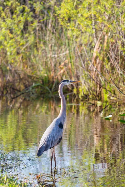 Volavka Modrá Everglades Florida — Stock fotografie