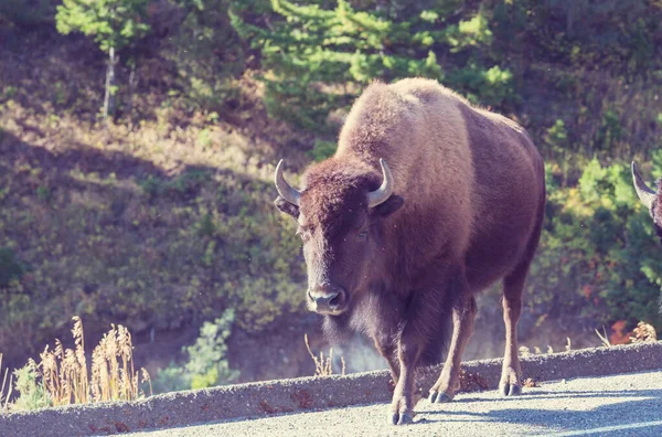 Buvol Divoký Národním Parku Yellowstone Usa — Stock fotografie