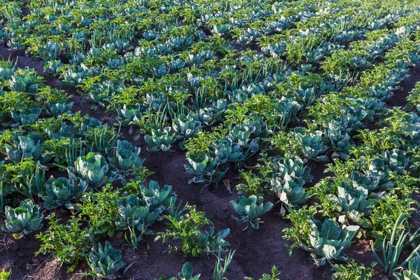 田里生长着绿色的卷心菜 洋葱和土豆 — 图库照片
