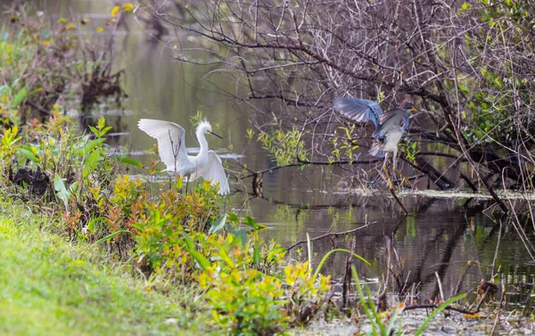 Snowy Egret Everglades National Park Florida — Stock Photo, Image