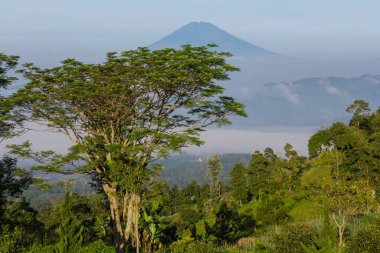 Endonezya 'daki Java adasında yeşil tropikal manzaralar