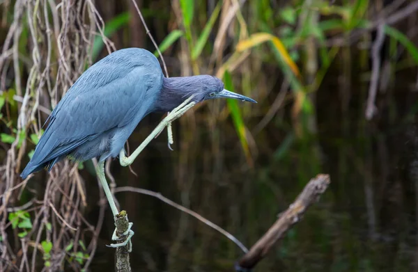 Grey Heron Ardea Cinerea Everglades Nationalpark Florida — Stockfoto