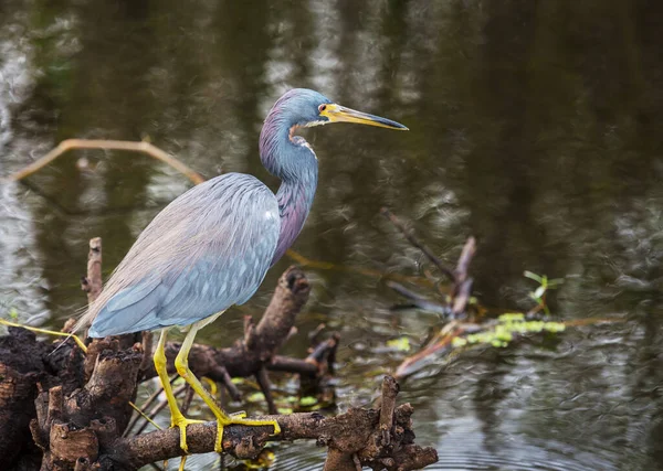 Grey Heron Ardea Cinerea Everglades Nationalpark Florida — Stockfoto