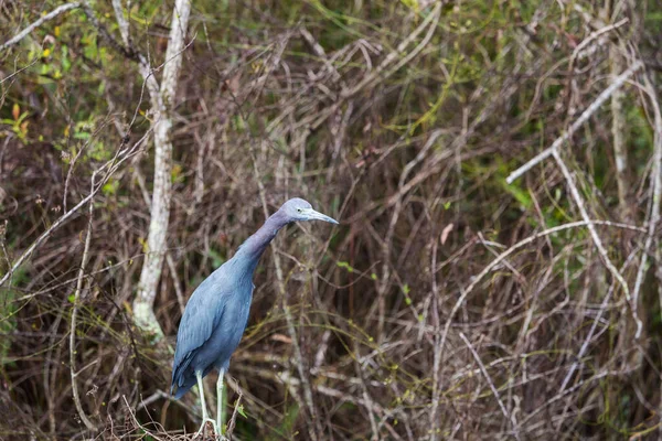 Czapla Szara Ardea Cinerea Park Narodowy Everglades Floryda — Zdjęcie stockowe