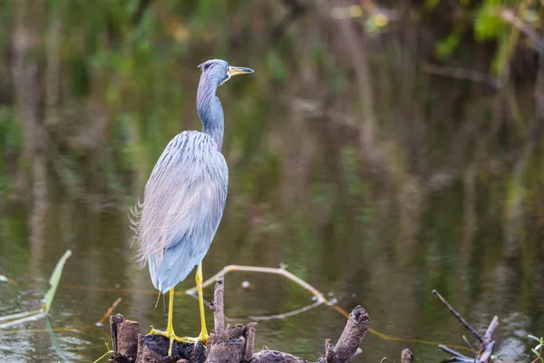 Garça Everglades Florida — Fotografia de Stock