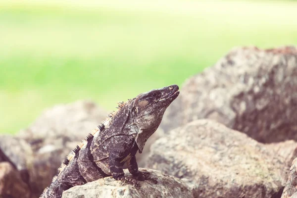 Divoký Zelený Leguán Kostarice — Stock fotografie