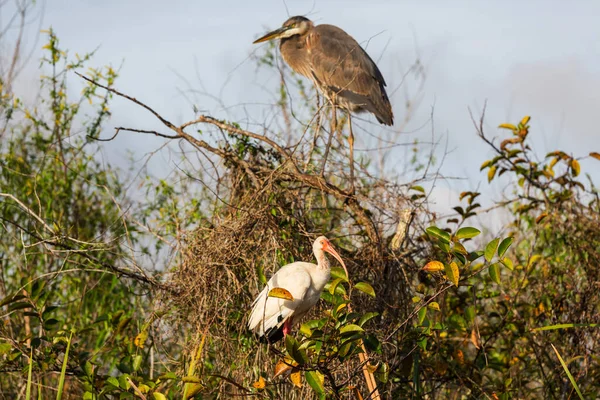 White Ibis Garza Parque Nacional Los Everglades Estados Unidos Florida — Foto de Stock