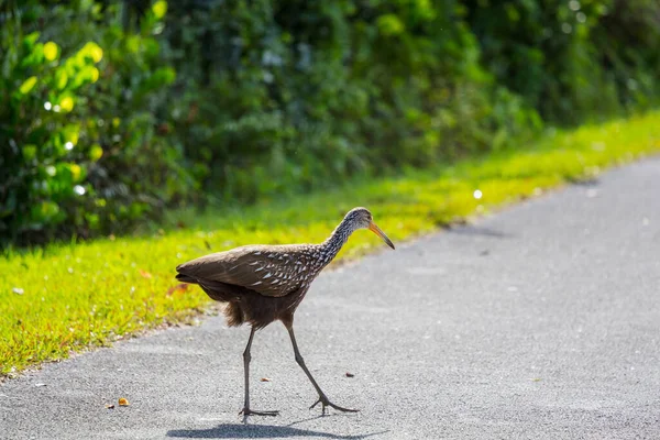 Brown White Limpkin Bird Everglades National Park Usa Florida — Stock Photo, Image