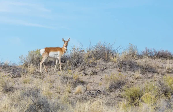 Pronghorn Antelope American Prairie Eua — Fotografia de Stock