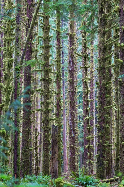 Fantastisk Regnskog Nordamerika Washington Usa Träd Täckta Med Tjockt Lager — Stockfoto