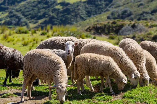 Sheep Green Mountain Meadow Rural Scene New Zealand — Stock Photo, Image