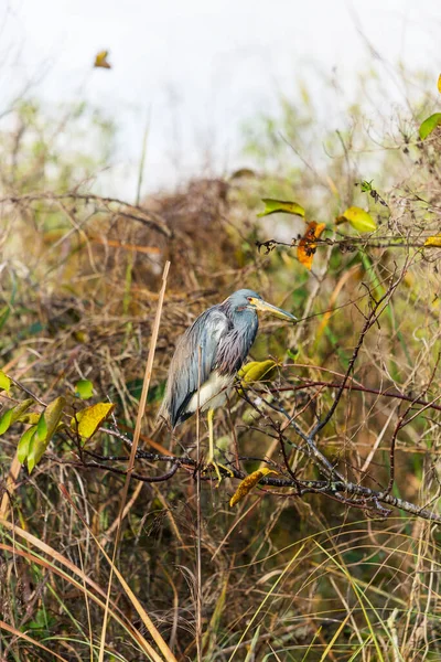 Garça Tricolor Egretta Tricolor Parque Nacional Everglades Flórida Eua — Fotografia de Stock