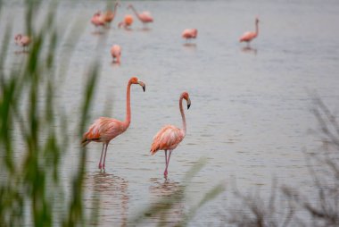 Meksika flamingoları gölde yürür