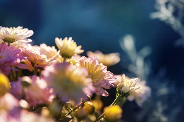 Chrysanthème Automnal Coloré Dans Jardin — Photo