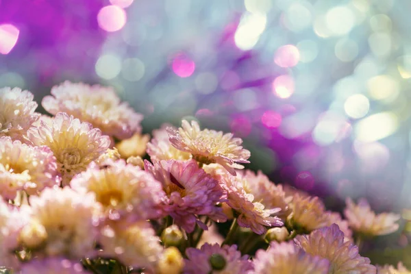 Bunte Herbstliche Chrysanthemen Garten — Stockfoto