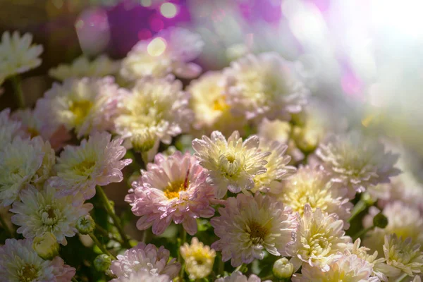 花园里五彩缤纷的秋季菊花 — 图库照片