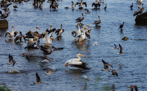 Θαλάσσια Πτηνά Πελεκάνοι Και Γλάροι Στον Κόλπο Του Μεξικού — Φωτογραφία Αρχείου