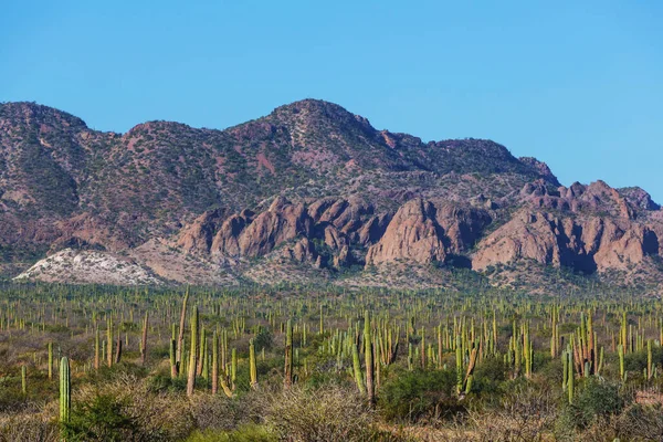 メキシコ カリフォルニア州のサボテン畑 — ストック写真