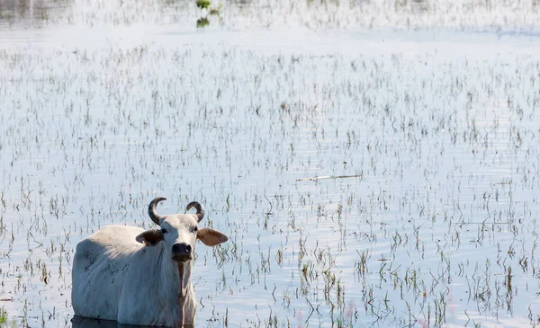 Herd Van Koeien Zomer Groen Akker Landbouw Land Bosbouw Weiland — Stockfoto